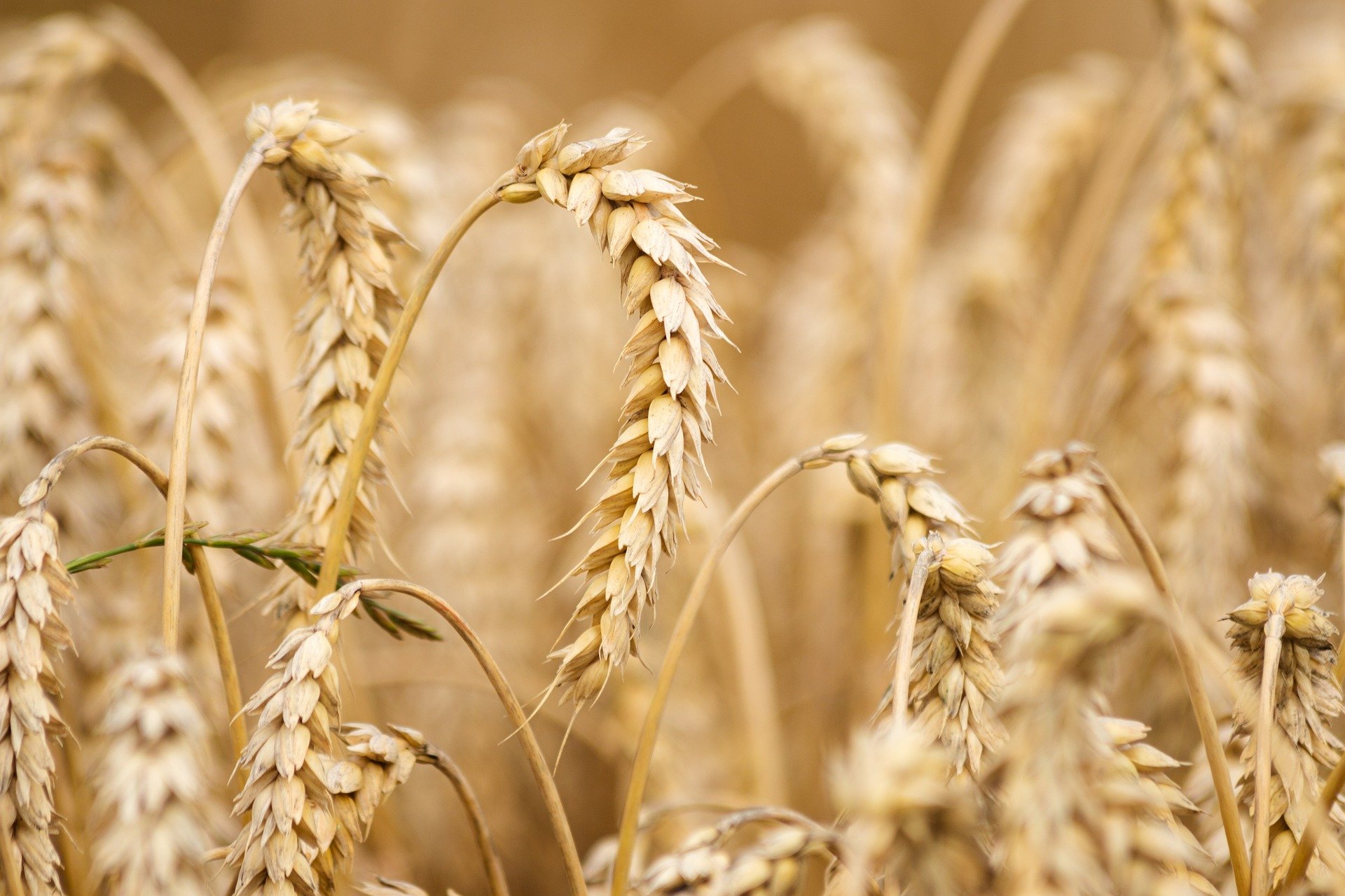 Drought tolerant traits in wild barley