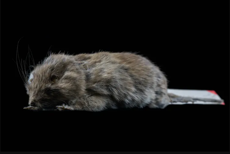 Djoongari type specimen held in the Museum, also known as Gould's field mouse (Pseudomys gouldii). Image by C.Ching courtesy of the Trustees of the Natural History Museum, London.  Re-used under the terms of a Creative Commons Attribution Licence (CC-BY 4.0).