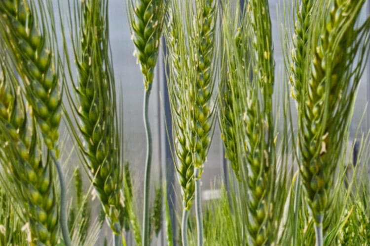 Growing salt tolerant wheat