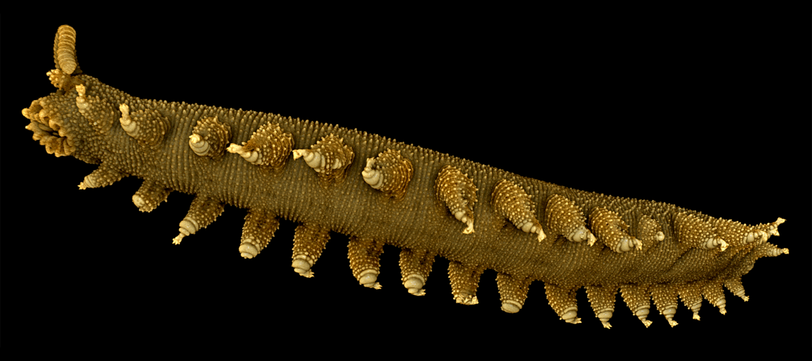 3D Models of specimens for researchers and the public