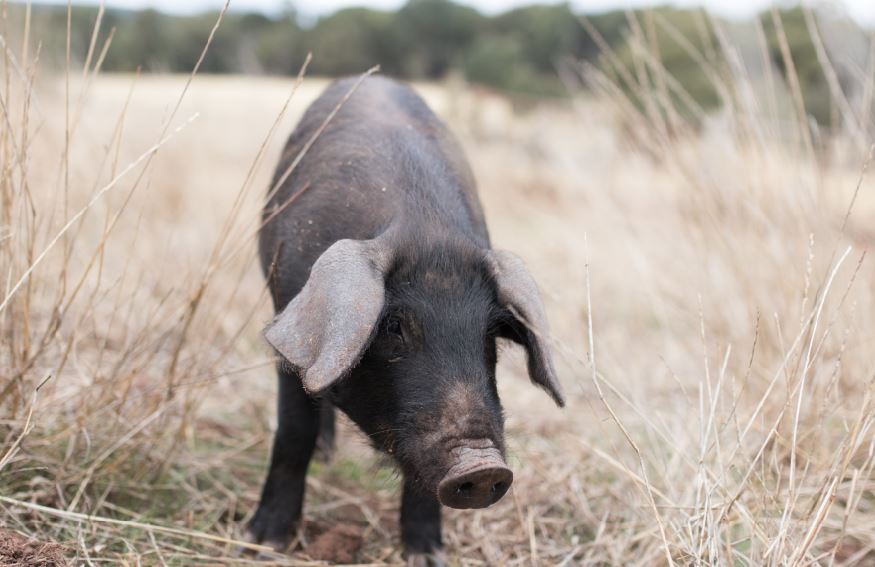 Working hard to save our bacon from African Swine Fever