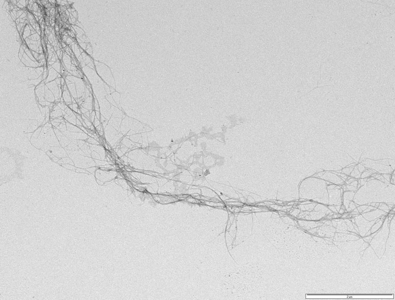 Transmission electron microscope image of the spinifex nanocellulose fibres taken at Microscopy Australia’s University of Queensland facility within the AIBN